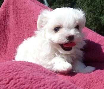A DONNER chiot Bichon Maltais non lof photo 0
